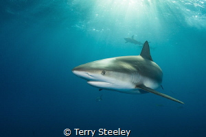 'Caribbean reef shark in the dapple light'
Fish Tales, B... by Terry Steeley 